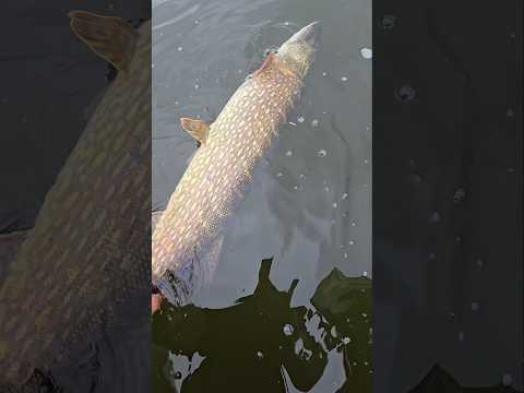Hier ein kleiner Hecht ... #fishing #hecht #pike #fishinglife #fishingvideo