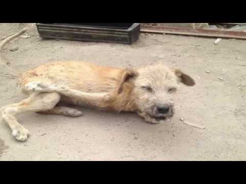 Meet the pack : Maxx