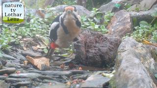 Beobachtungen am Vogelbad. Dohr, Eifel, Deutschland.
