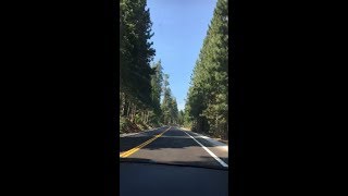 Grows a Tree - enroute to Bear Valley