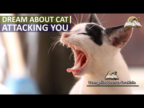 Biblical Meaning of CAT ATTACKING You - Dream of Cat Attacking Someone