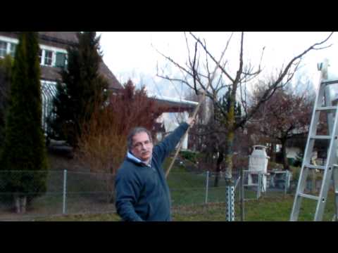 Schneiden im Garten 2011 - Apfelhochstamm Wildmauser 5v6