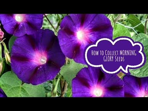 How to Collect "Morning Glory Seeds"