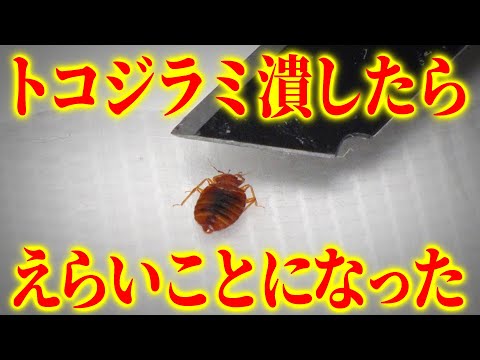 トコジラミの寿命はどのくらいですか?