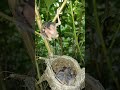 Baby bird has come out of the nest and climbed onto a branch above #youtubeshorts #viralvideo