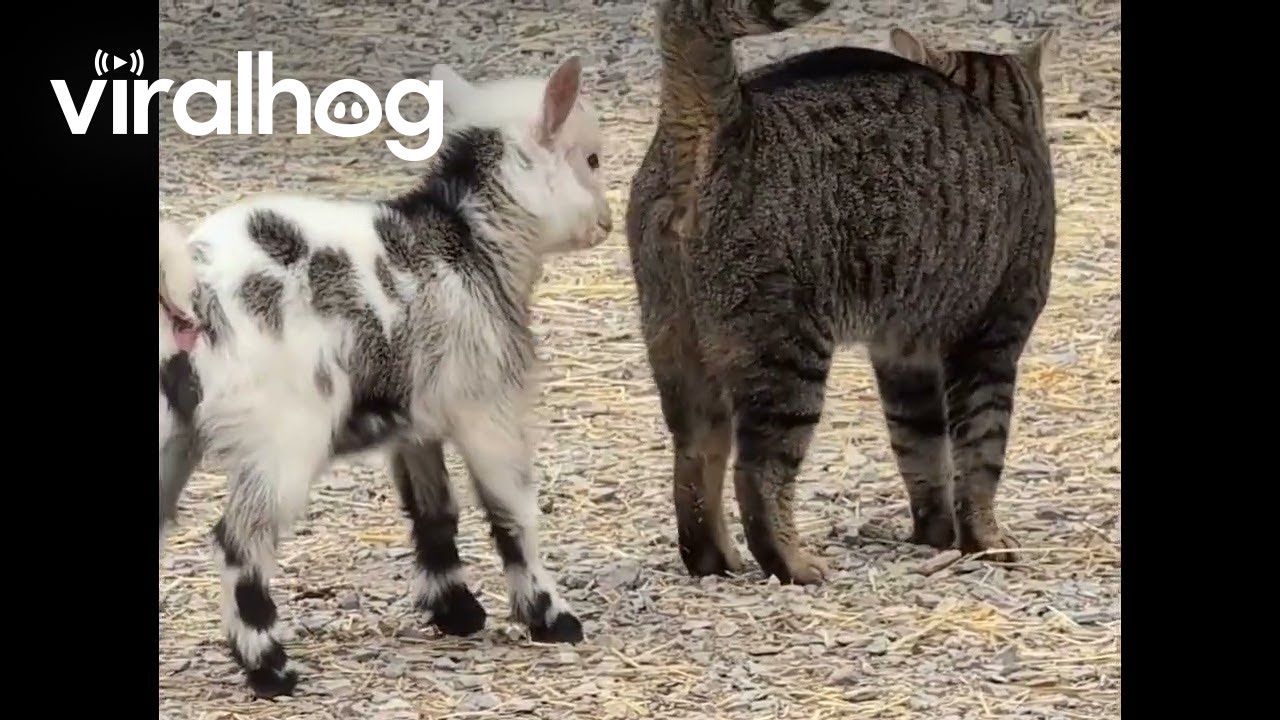 Cat and Baby Goat Have an Adorable Friendship || ViralHog