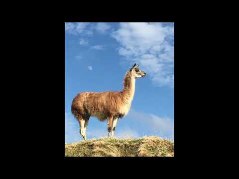 Edvard Skúvadal - Lamaland