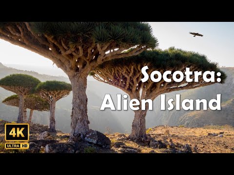 Socotra Island Yemen Tour Alien Place Relaxation। Socotra Island Tour