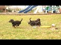 Dachshund dogs for sale: Timmy  - Video 1