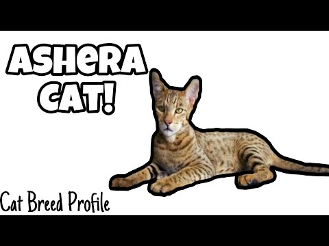 Ashera Cat! -Cat Breed Profiles-