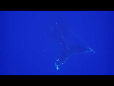 Obs 13/09/23 zodiac gris matin baleine qui chante fort 😍