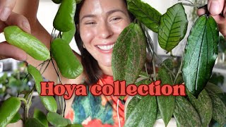 Hoya houseplant collection show & tell tour