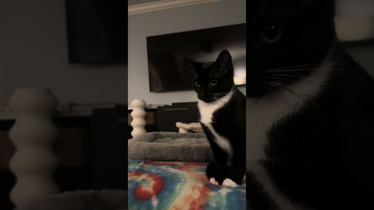 Enlarge Swirl, a Adoptable mixed breed in Roswell, GA video 4/6