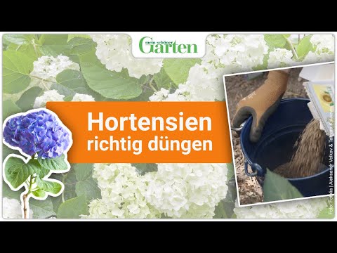 , title : 'Hortensien düngen: So geht’s'