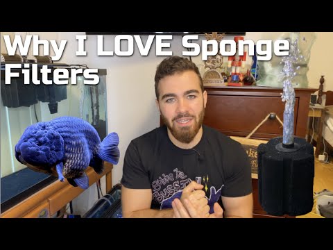 Why I LOVE Sponge Filters - Cheap, Effective, Simple, and Safe