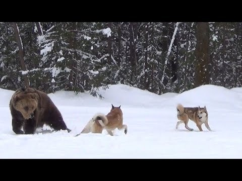 Очень опасная охота на МЕДВЕДЯ,произошла трагедия.