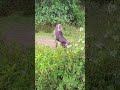 Bull Video Youtubeshorts Shortfeed Shorts