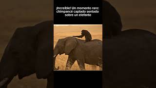 ¡Increíble! Un momento raro: chimpancé captado sentado sobre un elefante