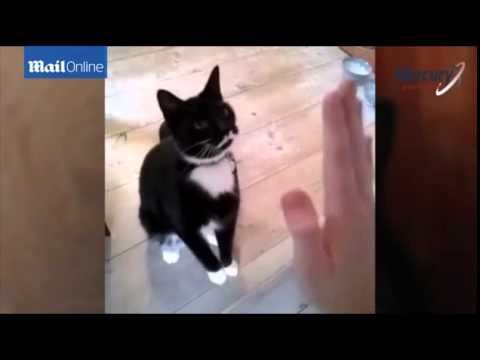 Meet the viral cat that looks a lot like dictator Joseph Stalin