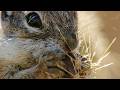 Squirrels In The Wild Animal Documentary