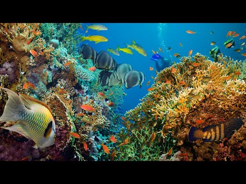 Exploring the Mysteries of Oceanography Research (6 Minutes Microlearning)