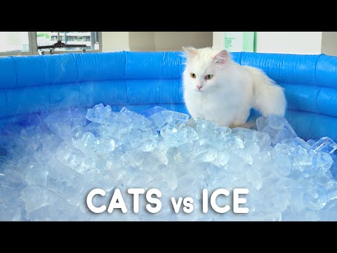 Can Cats Walk On Ice? - YouTube