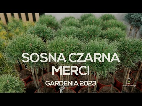 'MERCI' - Sosna czarna (Pinus nigra 'Merci' PBR) - kulista nowość