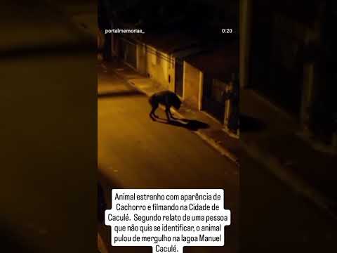 Lobisomem foi visto na cidade de Caculé Bahia ☝️. #nordeste  #interior  #roça  #sitio #lavoura