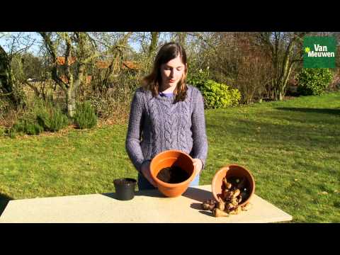 Fragrant Freesia Mixed - 50, 100 or 200 Bulbs - Image 4