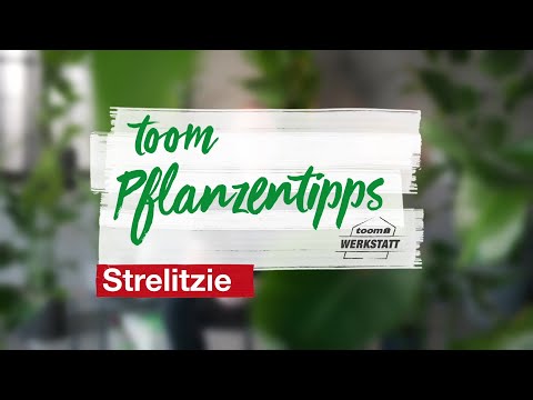toom Pflanzentipps: Strelitzie | toom Baumarkt
