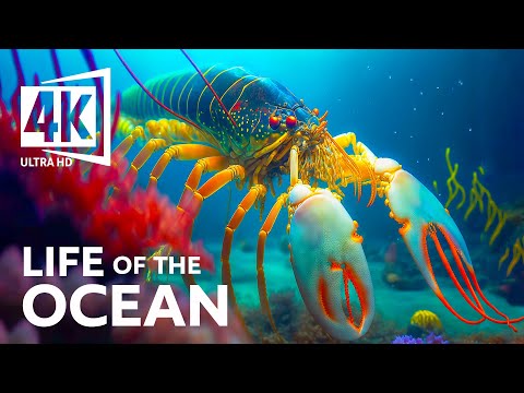 4K Underwater Wonders 🐳 Tropical Fish, Coral Reef, Jellyfish Aquarium - Anxiety Relief