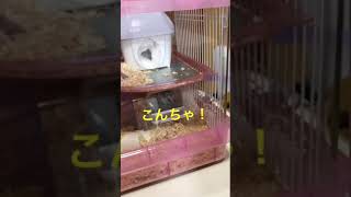 たま子 別荘へ♪
