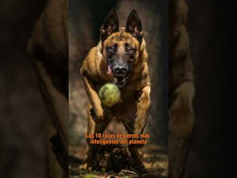 😮 The 10 smartest dog breeds on the planet #dogs