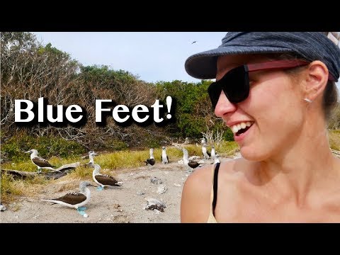 WILDLIFE SPECTACULAR: ISLA ISABEL - WHERE BOOBIES COME FROM -[96]- Sailing with a Purpose