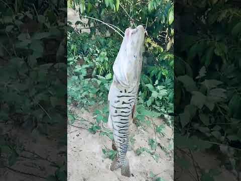 Una buena aventura en puerto López meta#lineadepesca #pesca #shorts #viralshorts #viralvideo 