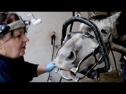 Pferde Zahnarzt auf Hof Eicheneck - Dentalpraktikerin soll Falcos Zähne wieder in Form bringen