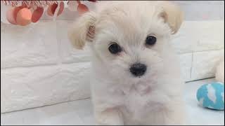 ハーフ犬の動画01