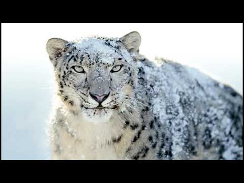Sebastian Groth - Snow Leopard (Gary Burrows Remix)