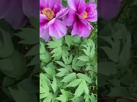 牡丹の開花を誘発するにはどうすればよいですか？芽を開くのに役立つ専門家のアドバイスとサポートビデオ!  庭園