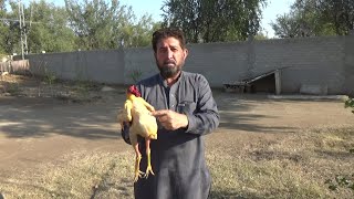 preview picture of video 'Waziristan Home Made and Home Grown (Desi) Chicken by Zaka Ullah Wazir'