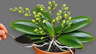 Just sprinkle it on top! Orchids that had no flowers will suddenly burst into bloom