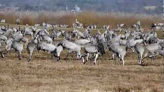 preview picture of video '2012-03-24* 157  Common Crane (Grus grus)  Eurasian Crane  Trana Hornborgasjön'