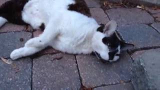 Devon Rex Cat Acts Like Dog (Test Upload)