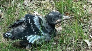 preview picture of video 'Corvus corone carrion crow zwarte kraai'