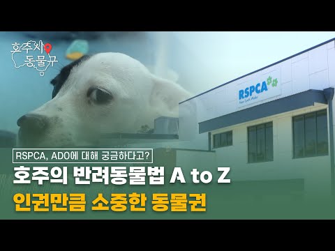 호주의 반려동물법 A to Z! 인권만큼 소중한 동물권 [호주시 동물구 1부]