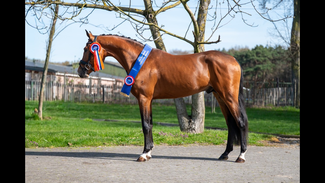 Knock Out van Equi Center (KASPER VAN EQUI CENTER x IRAKION) video 1