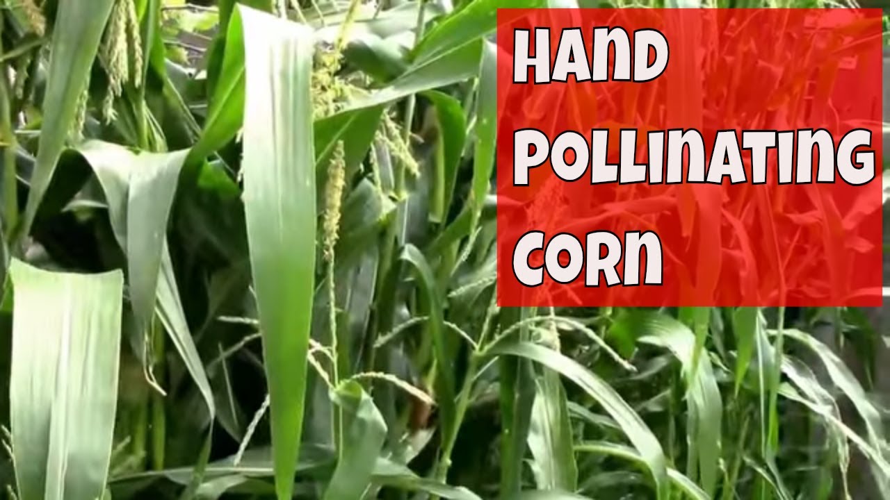 Hand Pollinating Corn. How I Pollinated a Single Row of Corn.