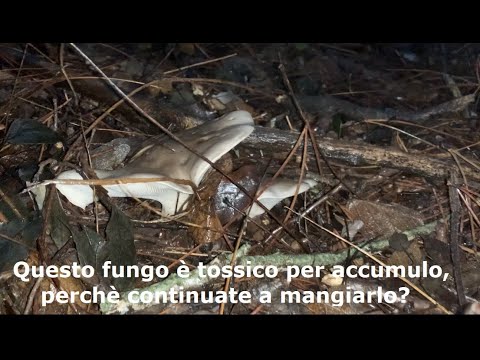 Clitocybe nebularis, perchè continuate a mangiare questo fungo anche se si sa che è tossico?