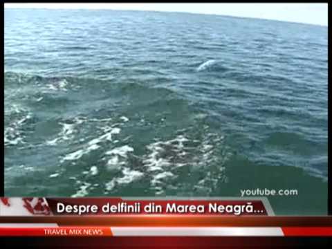 Delfinii din Marea Neagră – VIDEO