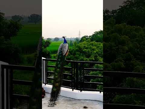 #nature 🌿🍃mor# amazing view